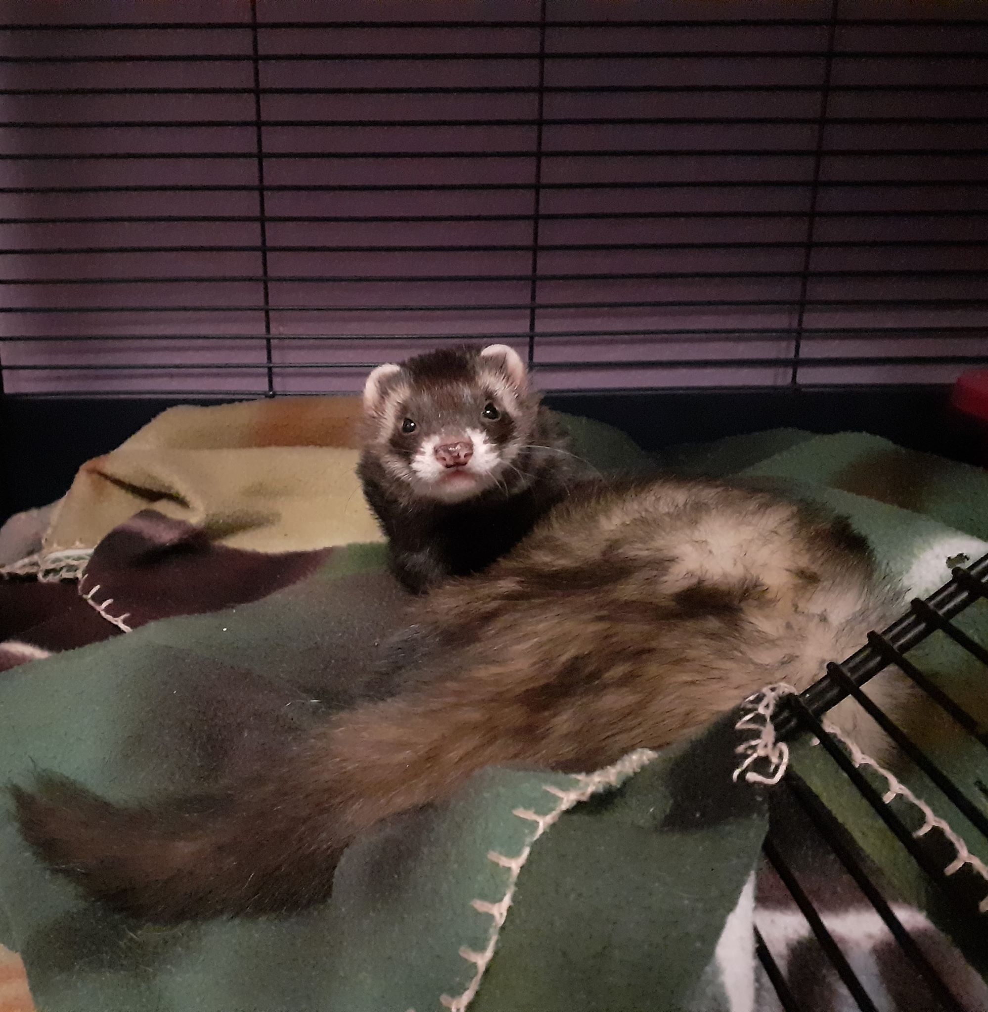 ferret